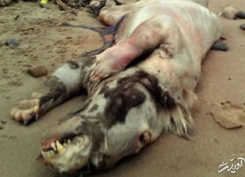 عجیب ترین موجوداتی که در سواحل دریاها کشف شدند